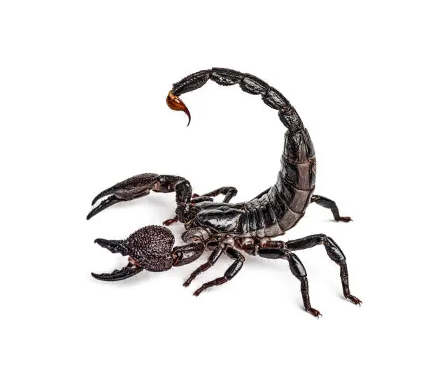 Photo of Emperor scorpion attacking, Pandinus imperator, isolated