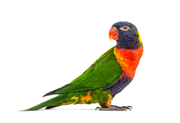 istock Side view of a Rainbow Lorikeet, Trichoglossus moluccanus, isolated 1217861639