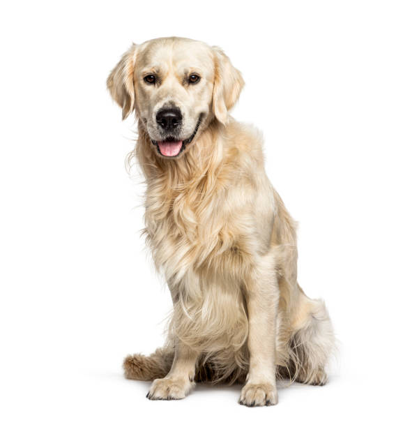 istock Panting Golden Retriever, isolated on white 1217862332