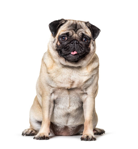 istock Pug sitting, tongue out , isolated on white 1217862482