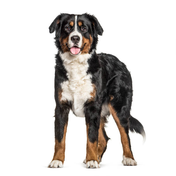 istock Standing Bernese Mountain Dog panting, isolated on white 1217862591