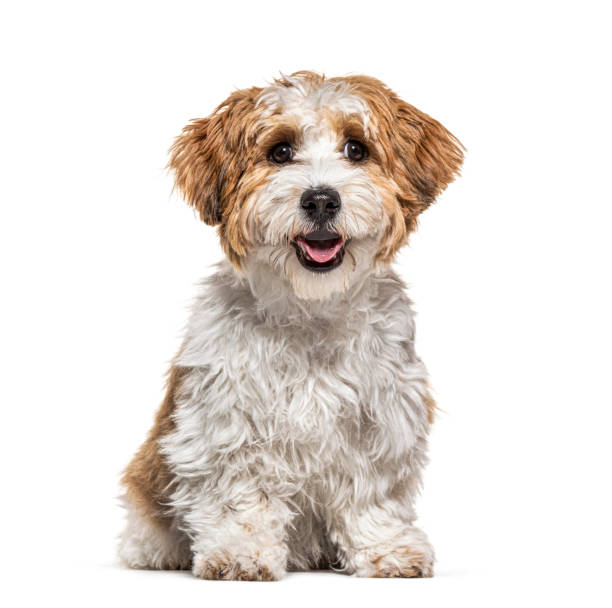 istock Sitting Puppy Havanese dog panting, 5 months old, isolated on white 1217862752
