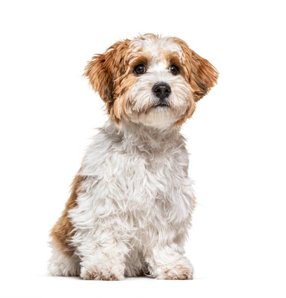 istock Puppy Havanese dog looking away, 5 months old, isolated on white 1217862905