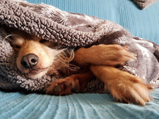 istock Sweet Dog sleeping covered with blanket 1217862983