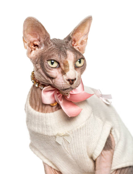 istock Headshot of a Sphynx, isolated on white 1217863295
