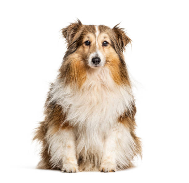istock Sitting Shetland Sheepdog, isolated on white 1217863328