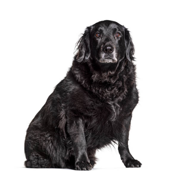 istock Old Crossbreed dog graying, isolated on white 1217863418