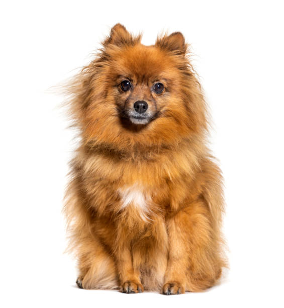 istock Sitting Keeshond looking at the camera, isolated on white 1217863838