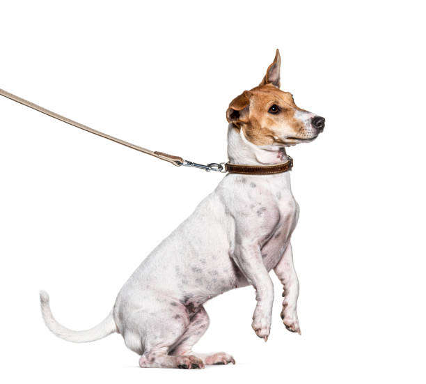 뒷다리에 잭 러셀 테리어와 훈련 과정, 흰색에 고립 - dog leash pets playing 뉴스 사진 이미지
