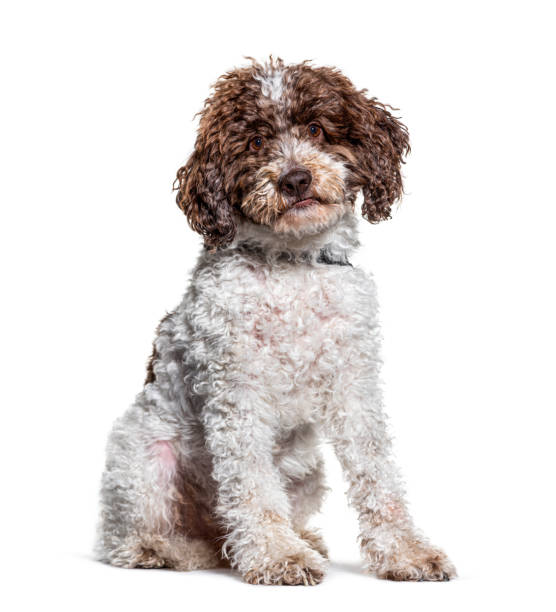sitting Lagotto Romagnolo dog looking at the camera, isolated on white sitting Lagotto Romagnolo dog looking at the camera, isolated on white lagotto romagnolo stock pictures, royalty-free photos & images