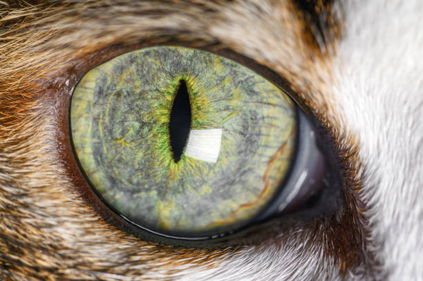 extreme close-up of cat bel oeil vert. - yellow color image textured sensory perception photos et images de collection