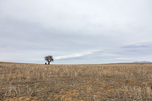 Single tree and lonely man in a field.