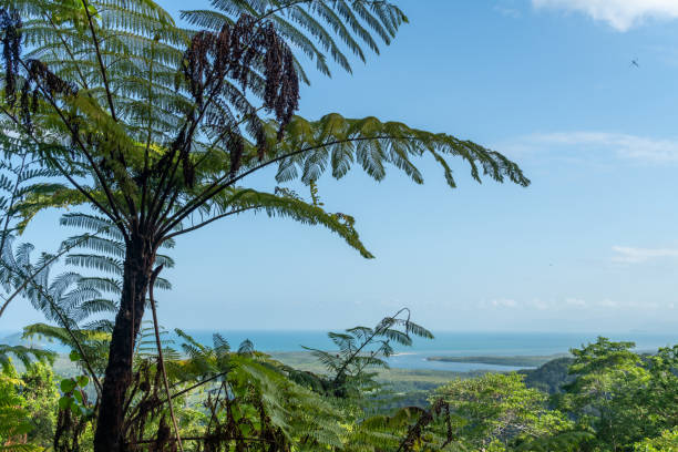 istock Tropical plants at Daintree Rainforest National Park, Australia 1217866649