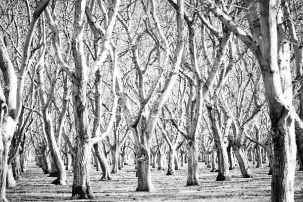 istock Black And White Monochrome Contrast Abstract Of Orchard Trees 1217866722