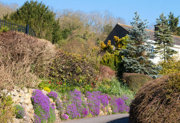 istock Aubrieta in Eynsford, England 1217867800