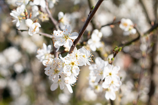 Prunus spinosa is a flowering plant in the rose family Rosaceae and comes originally from Europe, western Asia, and locally in northwest Africa