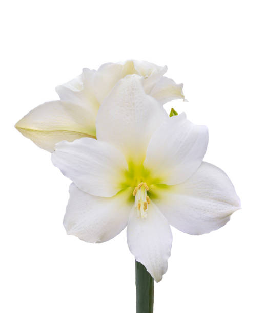 istock A Focus Stacked Image of a White Amarylis Blossoms Isolated on White 1217868334