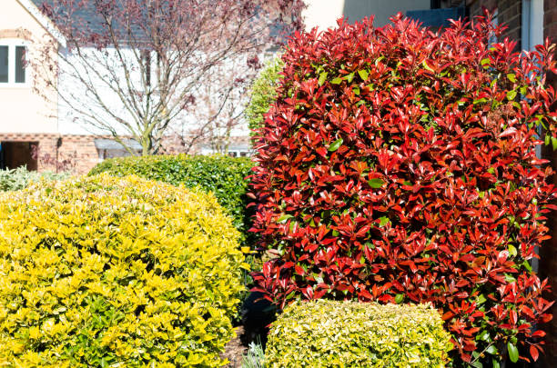 istock Red Robin Photinia in Eynsford, England 1217868364