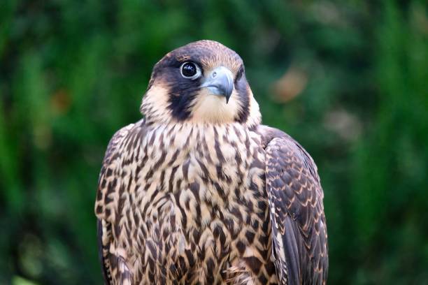 istock Close-Up Portrait Of Falcon 1217868377