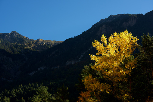 Autumnal tree in the Pyrenees, Huesca, Aragon, Spain.