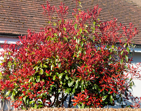Photinia x fraseri  is known as Red Robin. These plants are native to North America and Asia, and is seen here near Eynsford and Farningham.