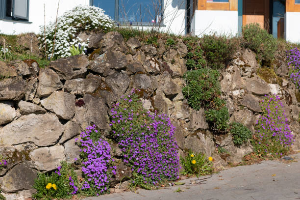 istock Aubrieta in Eynsford, England 1217869172