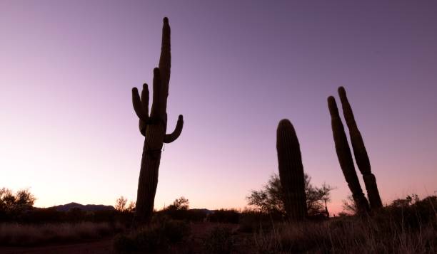 istock Beautiful Large Silhouetted Saguaro Cactus Surrounded By Vast Desert And Shrubs During A Idyllic Sunset Against Clear Sky 1217870346
