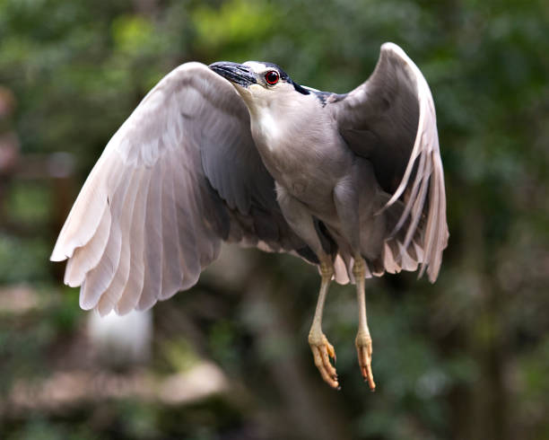 Black-crowned Night Heron bird flying with spread wings with blur background in its environment and surrounding. Black-crowned Night Heron bird flying with spread wings with blur background in its environment and surrounding. black crowned night heron nycticorax nycticorax stock pictures, royalty-free photos & images