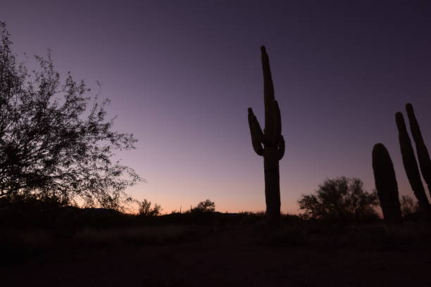 piękne duże sylwetki saguaro kaktus otoczony przez ogromne pustyni i krzewy podczas idyllicznego zachodu słońca przed czystym niebem - moody sky dark saturated color extreme terrain zdjęcia i obrazy z banku zdjęć