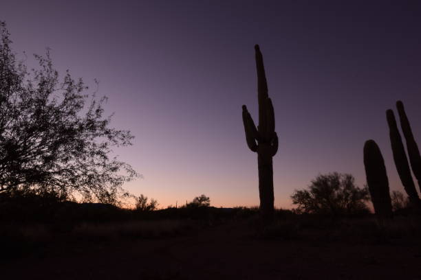 красивый большой silhouetted сагуаро кактус окружен обширной пустыней и кустарниками во время идиллического заката против ясного неба - moody sky dark saturated color extreme terrain стоковые фото и изображения