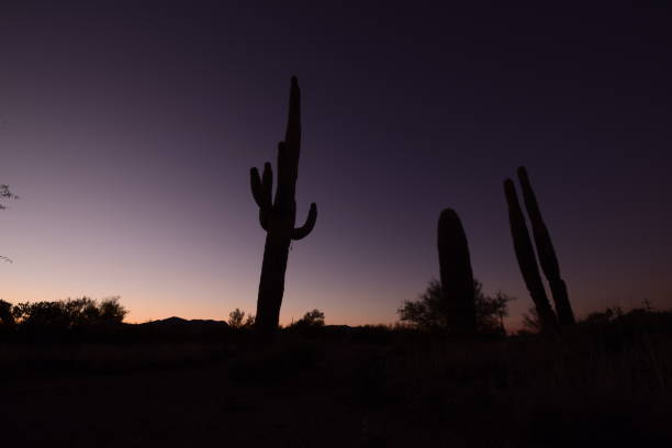 piękne duże sylwetki saguaro kaktus otoczony przez ogromną pustynię podczas idyllicznego zachodu słońca przed czystym niebem - moody sky dark saturated color extreme terrain zdjęcia i obrazy z banku zdjęć