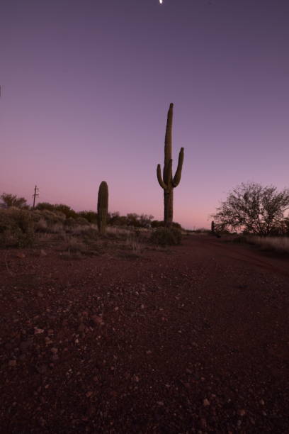 piękne duże sylwetki saguaro kaktus otoczony przez ogromne pustyni i krzewy podczas idyllicznego zachodu słońca przed czystym niebem - moody sky dark saturated color extreme terrain zdjęcia i obrazy z banku zdjęć