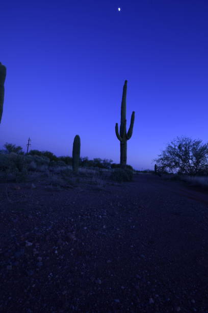 piękne duże sylwetki saguaro kaktus otoczony przez ogromną pustynię podczas idyllicznego zachodu słońca przed czystym niebem - moody sky dark saturated color extreme terrain zdjęcia i obrazy z banku zdjęć