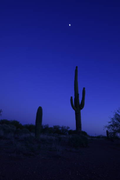 istock Beautiful Large Silhouetted Saguaro Cactus Surrounded By Vast Desert During A Idyllic Sunset Against Clear Sky 1217870927