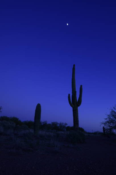 красивый большой силуэт сагуаро кактус окружен обширной пустыней во время идиллического заката против ясного неба - moody sky dark saturated color extreme terrain стоковые фото и изображения