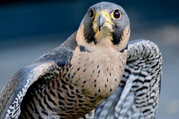 istock Falco Peregrinus , Peregrine Falcon 1217871048