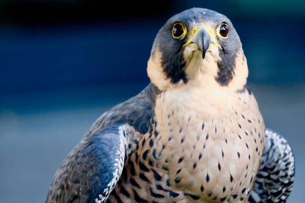 istock Peregrine Falcon - Falco Peregrinus 1217871053