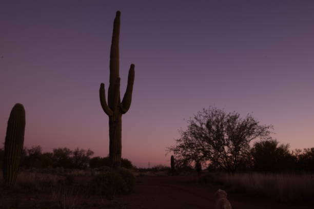 piękne duże sylwetki saguaro kaktus otoczony przez ogromne pustyni i krzewy podczas idyllicznego zachodu słońca przed czystym niebem - moody sky dark saturated color extreme terrain zdjęcia i obrazy z banku zdjęć