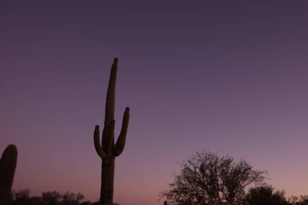 piękne duże sylwetki saguaro kaktus otoczony przez ogromne pustyni i krzewy podczas idyllicznego zachodu słońca przed czystym niebem - moody sky dark saturated color extreme terrain zdjęcia i obrazy z banku zdjęć