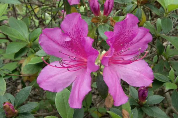 Flowers-Spring Flowers-Helton Head Island-South Carolina