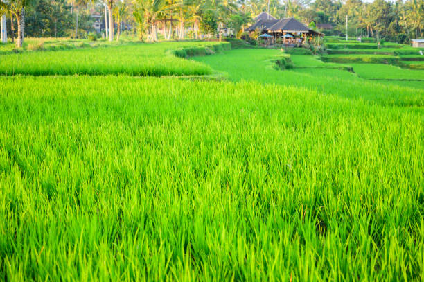 istock The beautiful Rice field in Bali, Indonesia. 1217871657