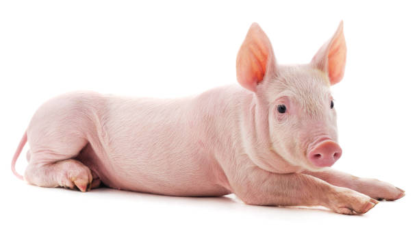 istock Little pink pig. 1217871705