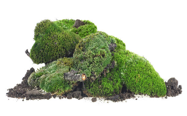 istock Mossy hill - green moss and pile dirt isolated on a white background. 1217872549