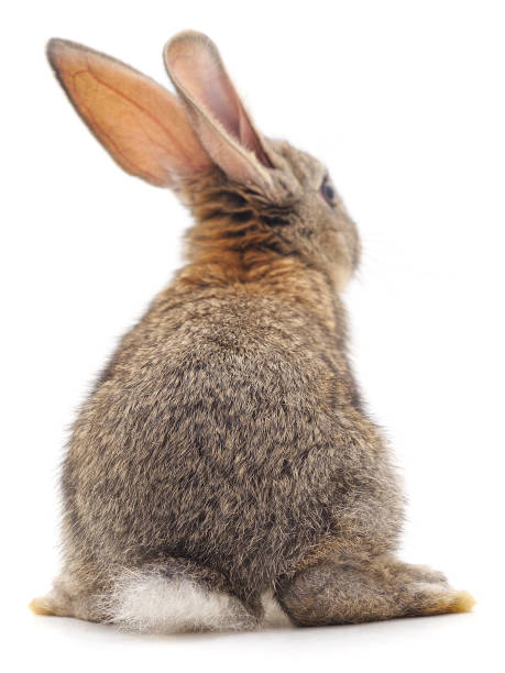 istock The back of a brown rabbit. 1217872961