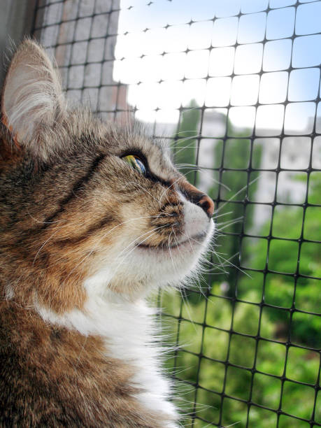 istock Beautiful home striped cat looking out the window 1217872985
