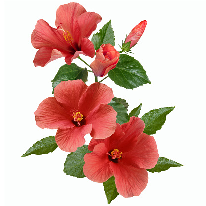bright large flowers and buds of pink hibiscus isolated