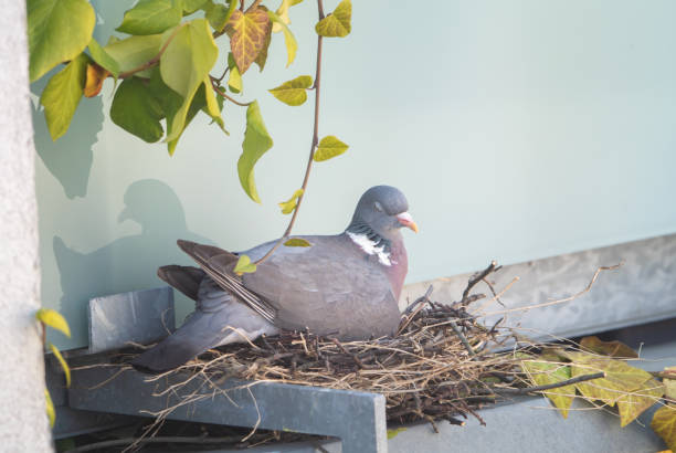 istock Nesting common wood pigeon. Nest next to balcony. Columba palumbus 1217873978
