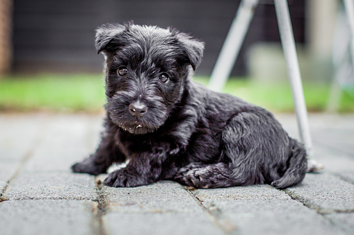 Scottish Terrier