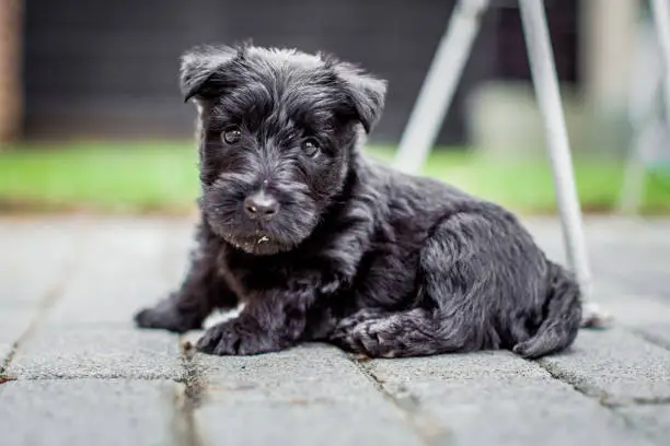 A 8 week old Scottish Terrier puppy nervously looks on at his new owner after arriving at his new home. Exploring new environment.