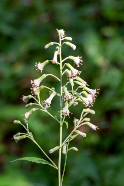 istock Short-eared flowers (Parasenecio auriculatus) in the summer forest 1217875716